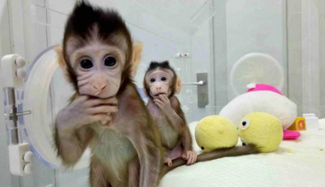 Ilmuwan China Sukses Kloning Monyet, Ini Penampakannya   
