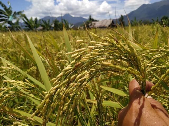 Petani Panggak Darat di Lingga Sukses Panen Padi saat Musim Kemarau