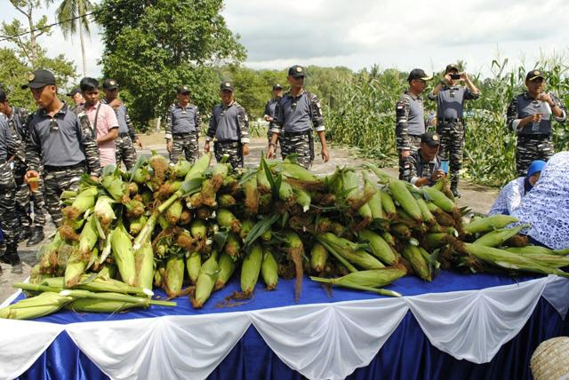 Lanal Dabo Singkep Panen Jagung di Lahan Bekas Galian