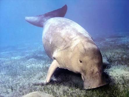 Ikan Duyung yang Terdampar di Pantai Nongsa Jenis Paling Langka