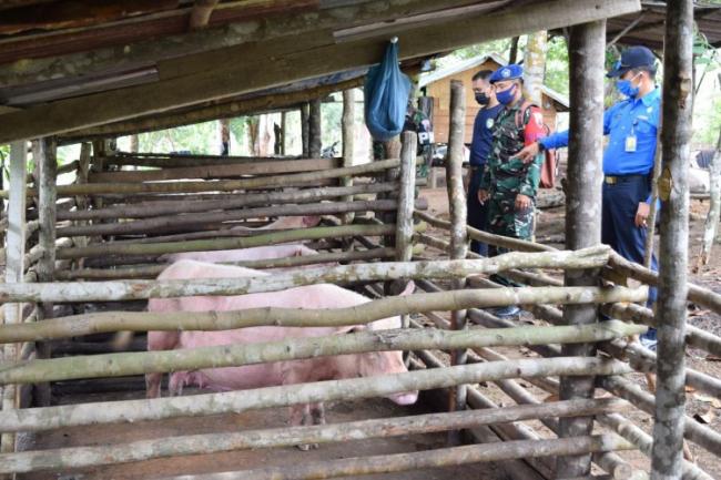 Duh, Ada Peternakan Babi Ilegal Beroperasi di Dekat Bandara Hang Nadim