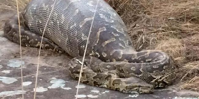 Petani Sawit Ditelan Ular Piton 4 Meter, Begini Penjelasan Ahli Ular