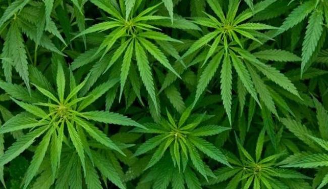 Thailand Mulai Kembangkan Ganja untuk Industri Medis