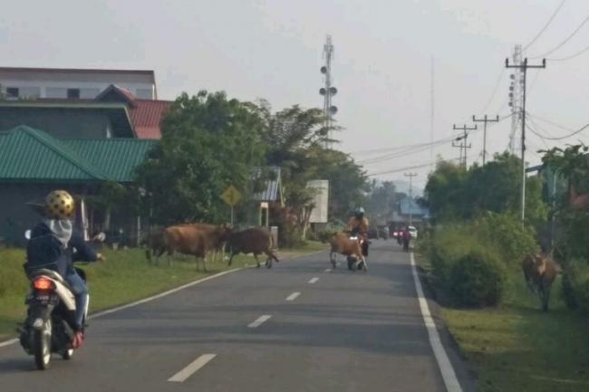 Ternak Berkeliaran Langgar Perda di Lingga, Pemilik Ternak Cuek