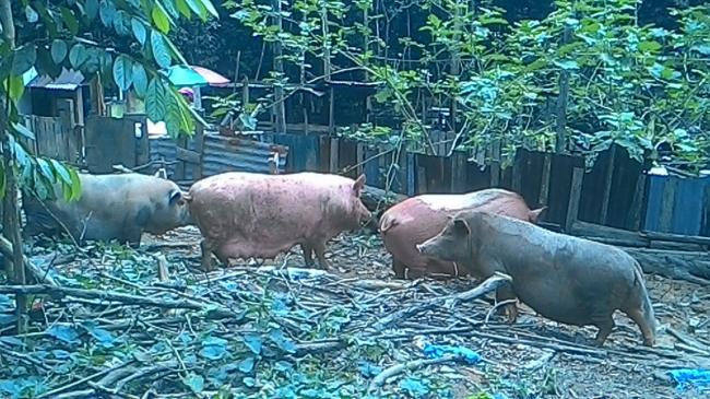 Peternak Tak Peduli Peringatan, Semua Babi di Duriangkang Akan Ditembak