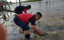 Peduli Lingkungan, DJBC Kepri Tanam 1.000 Pohon Mangrove