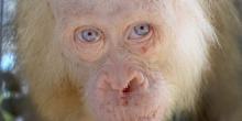 Penampakan Orangutan Albino Langka yang Jadi Sorotan Dunia 