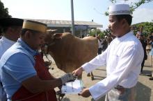 Wako Rudi Serahkan Sapi Kurban Seberat 900 kilo