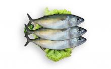 Kandungan Nutrisi Ikan Kembung Melebihi Ikan Salmon
