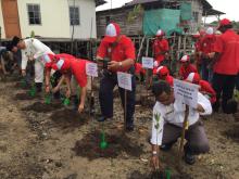 10 Ribu Bibit Bakau Ditanam di Pulau Ngenang 