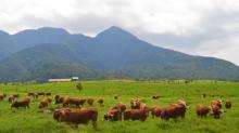 Padang Mengatas, Wisata Sabana Rasa Selandia Baru