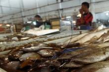 Imlek, Harga Ikan Dingkis Ekspor dari Batam Bisa 5 Kali Lipat di Singapura