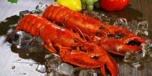 Potensi Pengembangan Lobster RI Dinilai Besar Jika Praktik Monopoli Dihilangkan