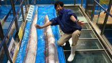 Tentang Oarfish yang Muncul dan Bikin Resah Jepang
