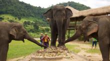 5 Pilihan Wisata Konservasi Gajah di Thailand