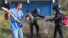 Bikin Ngeri dan Geli, Warga Sergap Ular Piton 4 Meter Melintang di Jalan