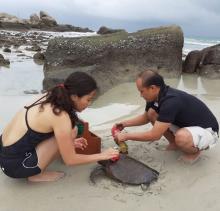 Mengenaskan, Penyu Terjerat Jaring Berlumur Minyak Hitam di Bintan