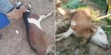 Video: Kocak, Kambing Ini Pingsan saat Hendak Disembelih