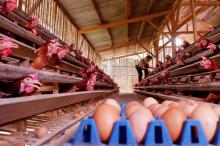 Nasib Peternak Ayam Petelur di Bintan Seperti Telur di Ujung Tanduk
