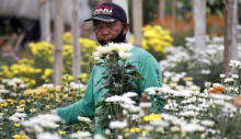 Gegara Jual Online, Bisnis Bunga Makin Segar hingga Untung Rp 70 Juta