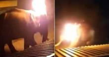 Kekejaman Penduduk Desa India Bantai Seekor Gajah, Videonya Viral