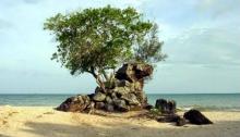 Pantai Unik Lingga, Ada Batu Berdaun