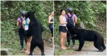 Didatangi Beruang, Rombongan Wisatawan Ini Malah Selfie