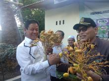 Ditanam 17 Tahun Lalu, Pohon Kurma di PN Tanjungpinang Berbuah