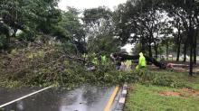 Pohon Tumbang Tutup Akses Jalan Sudirman Depan Sukajadi