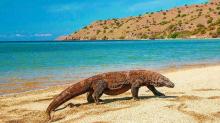 Taman Nasional Komodo Tepis Isu Illegal Fishing