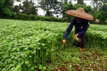 Dinas Pertanian Pastikan Anjloknya Harga Bayam di Batam Tak Berlangsung Lama