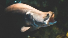Ikan Belida Lopis Jawa Dinyatakan Punah