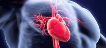 Peredaran Darah Tidak Lancar, 5 Organ Tubuh Ini Bakal Terganggu