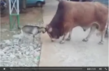 [VIDEO] Kambing Kurban Seruduk Sapi Jantan Hingga KO