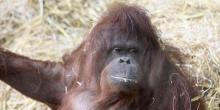 Astaga, Orangutan Hamil Tua di Sawahlunto Tewas Diperkosa Secara Brutal