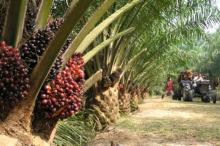 Pantaskah Perkebunan Sawit Dibuka di Lingga?