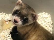 Ilmuan AS Sukses Kloning Musang Spesies Langka