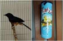 Singapura Gagalkan Penyelundupan 815 Ekor Burung