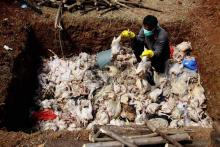 Puluhan Ayam di Batam Mati Mendadak, Jengger Biru, Mata Berbuih, Kotoran Berlendir, Kena Flu Burung?