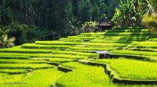 Ubud Wakili Indonesia di Lomba Wisata Kuliner Dunia