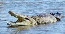 Ibu-ibu Diseret Buaya Usai Mandi di Sungai Batanghari