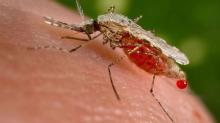 Aktivis Perlindungan Hewan Prancis Sarankan Jangan Bunuh Nyamuk