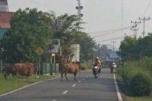 Hewan Ternak Berkeliaran di Jalan, Satpol: Kami Baru Kasih Imbauan