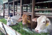 Kementan Datangkan 150 Sapi Asli Australia ke Lingga