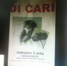 Kucing Kesayangan Hilang, Seorang Pria di Batam Gelar Sayembara Rp 2 Juta