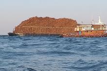 Mesin Tug Boat Rusak, Tongkang Bermuatan Kayu Akasia Terdampar di Karang Pulau Berhala 