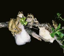 Pesta Seks Berbusa Ala Katak Pohon Grey Foam-Nest