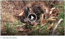 [VIDEO] Induk Kelinci Selamatkan Bayi dari Lilitan Ular