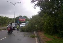 Pohon Tumbang Timpa Pengendara Motor di Sei Ladi Batam