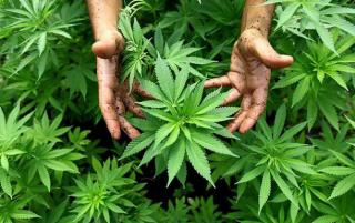 Australia Mau Buka Lahan Ganja Terbesar, Hasilkan 500 Ton Setahun